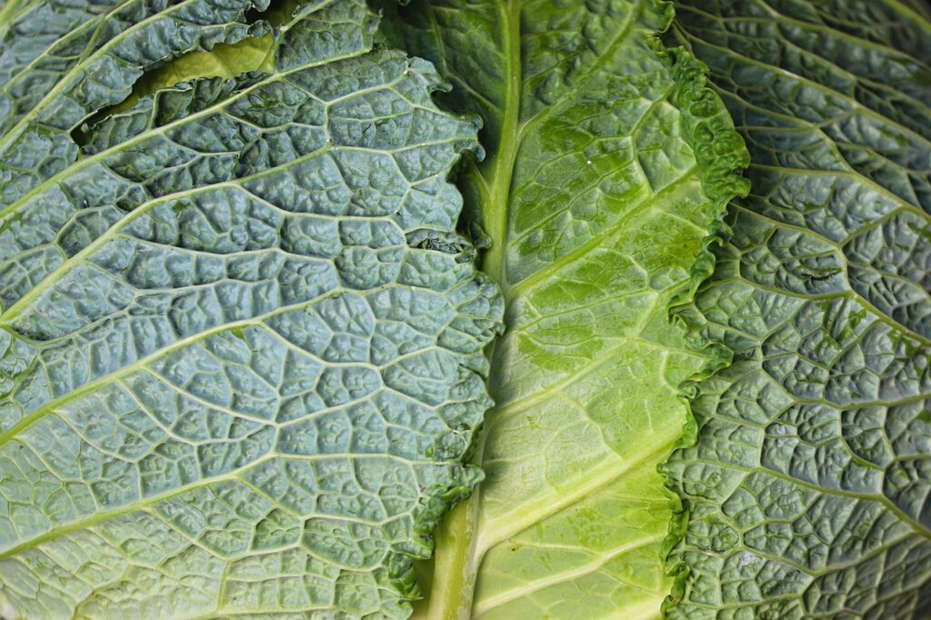 一人暮らしで野菜が高いと感じる人のための節約対策は？